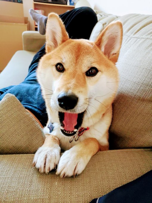 柴犬 高画質 のtwitterイラスト検索結果 古い順 柴犬 高画質 のtwitterイラスト検索結果 古い順