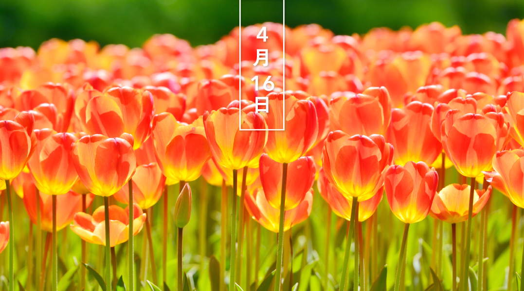 暦生活 こよみせいかつ على تويتر チューリップ 花の日めくり 花言葉は 愛の告白 です 中央アジア原産の ユリ科の球根植物 オランダには3人の騎士に求婚され 花に姿を変えた娘 チューリップ の伝承があります 騎士たちの贈物の王冠は花 剣は葉 黄金 暦生活 こよみせいかつ على تويتر チューリップ 花の日めくり 花言葉は 愛の告白 です 中央アジア原産の ユリ科の球根植物 オランダには3人の騎士に求婚され 花に姿を変えた娘 チューリップ の伝承があります 騎士たちの贈物の王冠は花 剣は葉 黄金