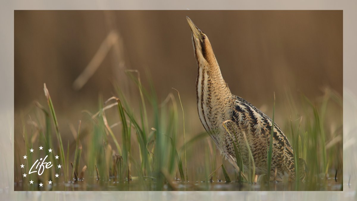 The #LIFEprogramme is the main source of EU 🇪🇺funding for implementing the Birds and Habitats Directive.

Since its launch, the EU has allocated over €500M for #LIFEprojects helping the conservation of over 200 bird species 🦆🦉

➡️ europa.eu/!dc73nV

#LIFE4Nature