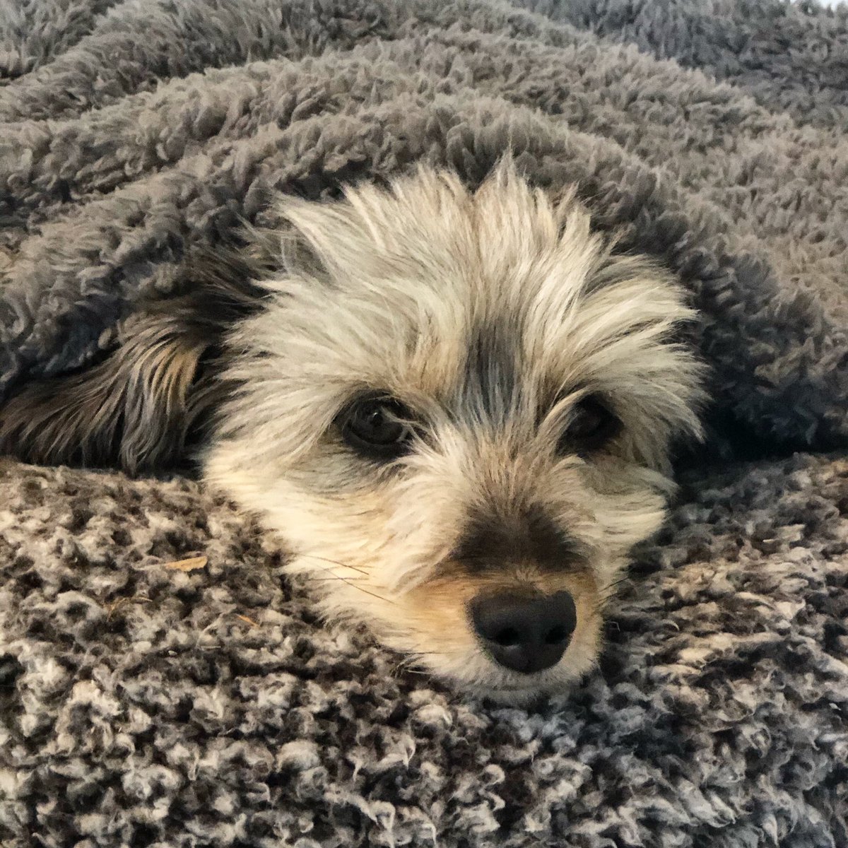 Sorry - no dog pics today, however I did find this photo of a bed-loving Womble.
.
.
#dogsoflewes #womblesoflewes #rememberyoureawomble