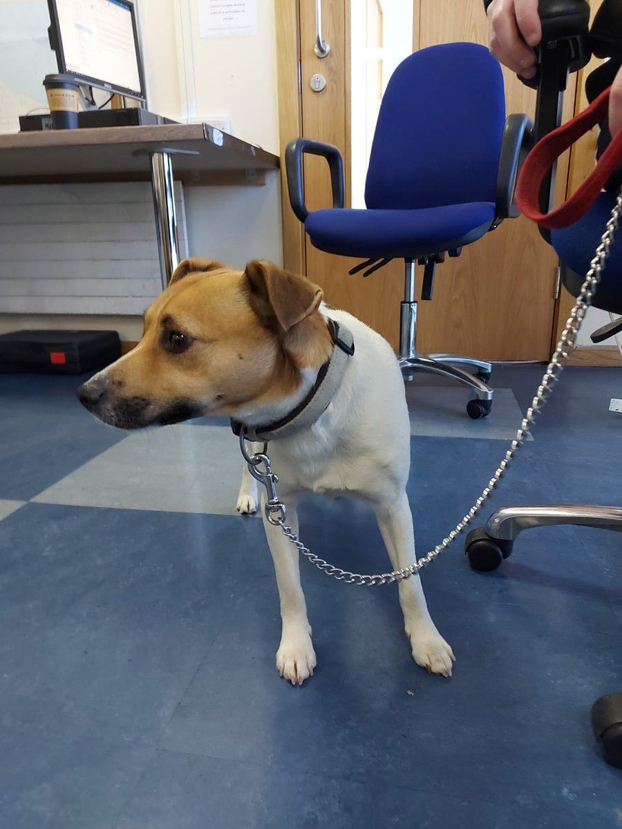 gardainfo's tweet photo. Clontarf Gardaí found this dog last Sunday morning and they are looking to reunite him with his owners. If you have any information about where he belongs, please contact Store Street Garda Station at 016668000.

#HereToHelp #StaySafe https://t.co/4Cv71ouJ6U