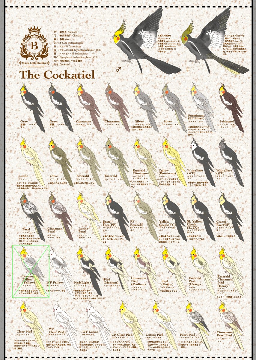 図鑑風オカメインコ 品種表 #オリジナル #小鳥 #鳥 #インコ