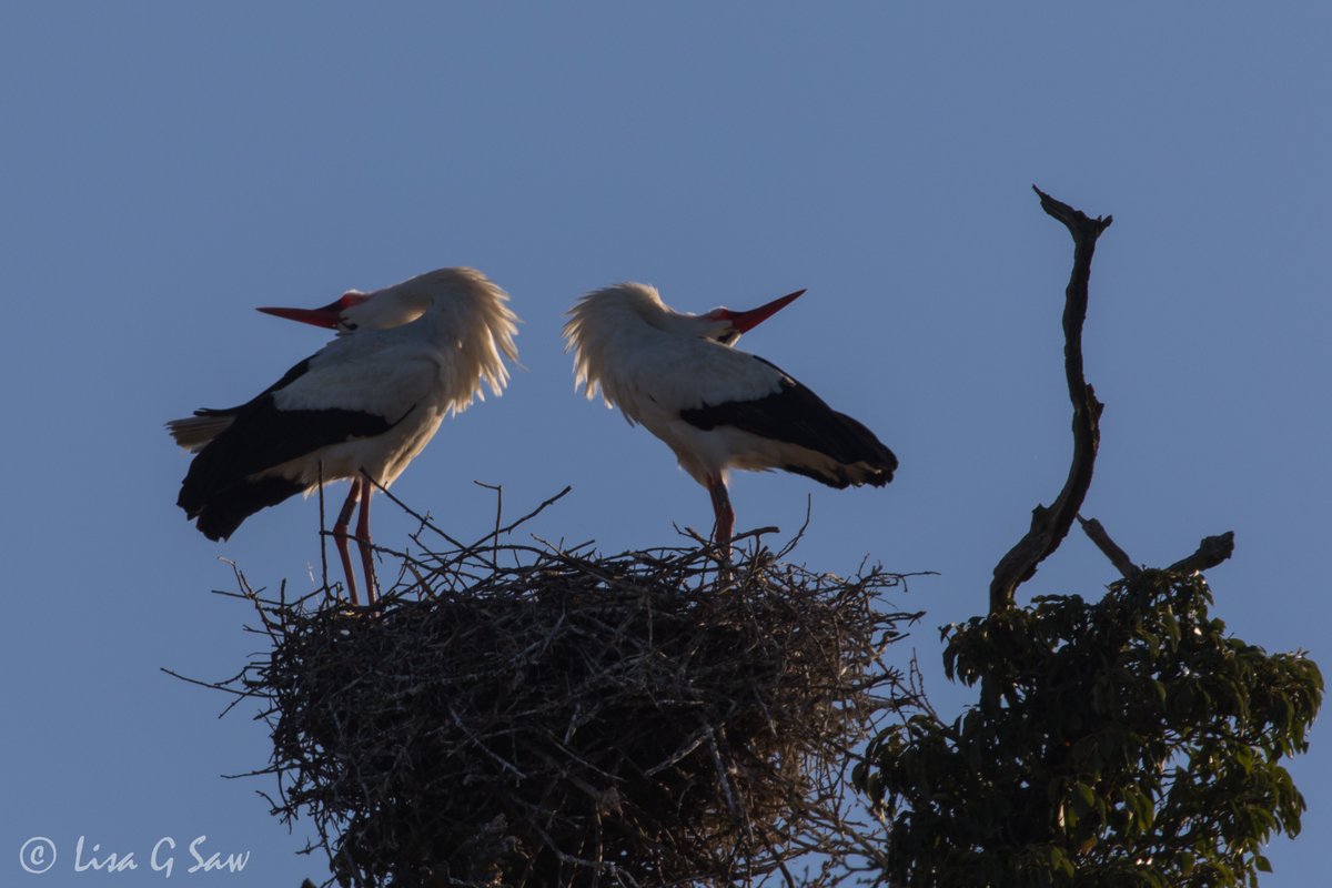lisagsaw's tweet photo. (1/2) It was great to be back at the #knepp estate for an early morning walk in the cold frosty conditions and capture some lovely moments with some #whitestorks...

@ProjectStork @SussexBirding @BBCSpringwatch #rewilding @SussexWildlife https://t.co/ohwuPmLcsi