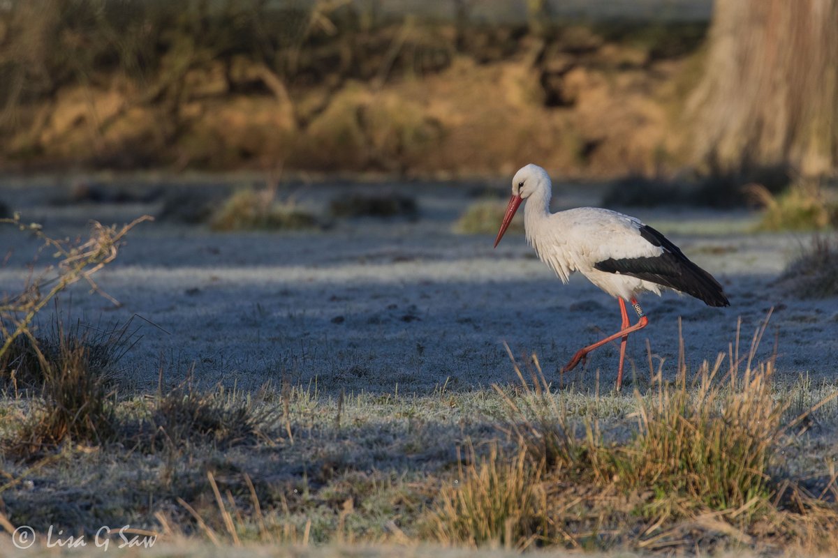lisagsaw's tweet photo. (1/2) It was great to be back at the #knepp estate for an early morning walk in the cold frosty conditions and capture some lovely moments with some #whitestorks...

@ProjectStork @SussexBirding @BBCSpringwatch #rewilding @SussexWildlife https://t.co/ohwuPmLcsi