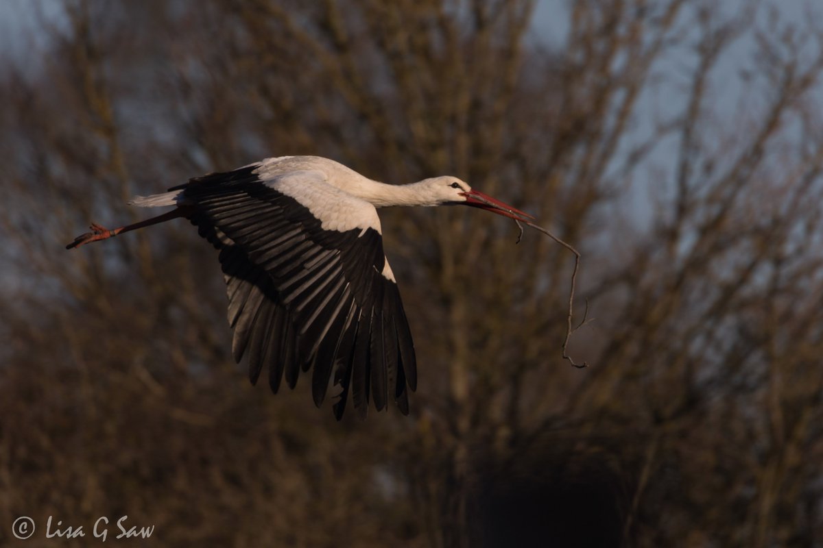 lisagsaw's tweet photo. (1/2) It was great to be back at the #knepp estate for an early morning walk in the cold frosty conditions and capture some lovely moments with some #whitestorks...

@ProjectStork @SussexBirding @BBCSpringwatch #rewilding @SussexWildlife https://t.co/ohwuPmLcsi