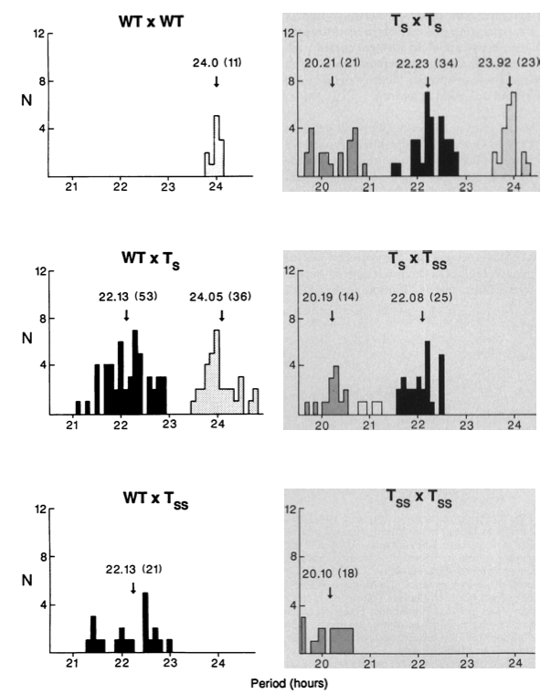 SRBR_Outreach's tweet photo. It's 1988. Ralph and Menaker found a naturally occuring Tau mutant 🐹 with a very short #circadian period. This single #gene mutation suggested that #clocks in mammals could be studied using one gene product like in 🪰 #ThrowbackThursday @ScienceMagazine 
https://t.co/N0d4TAUxuo https://t.co/VXWSIolZhS