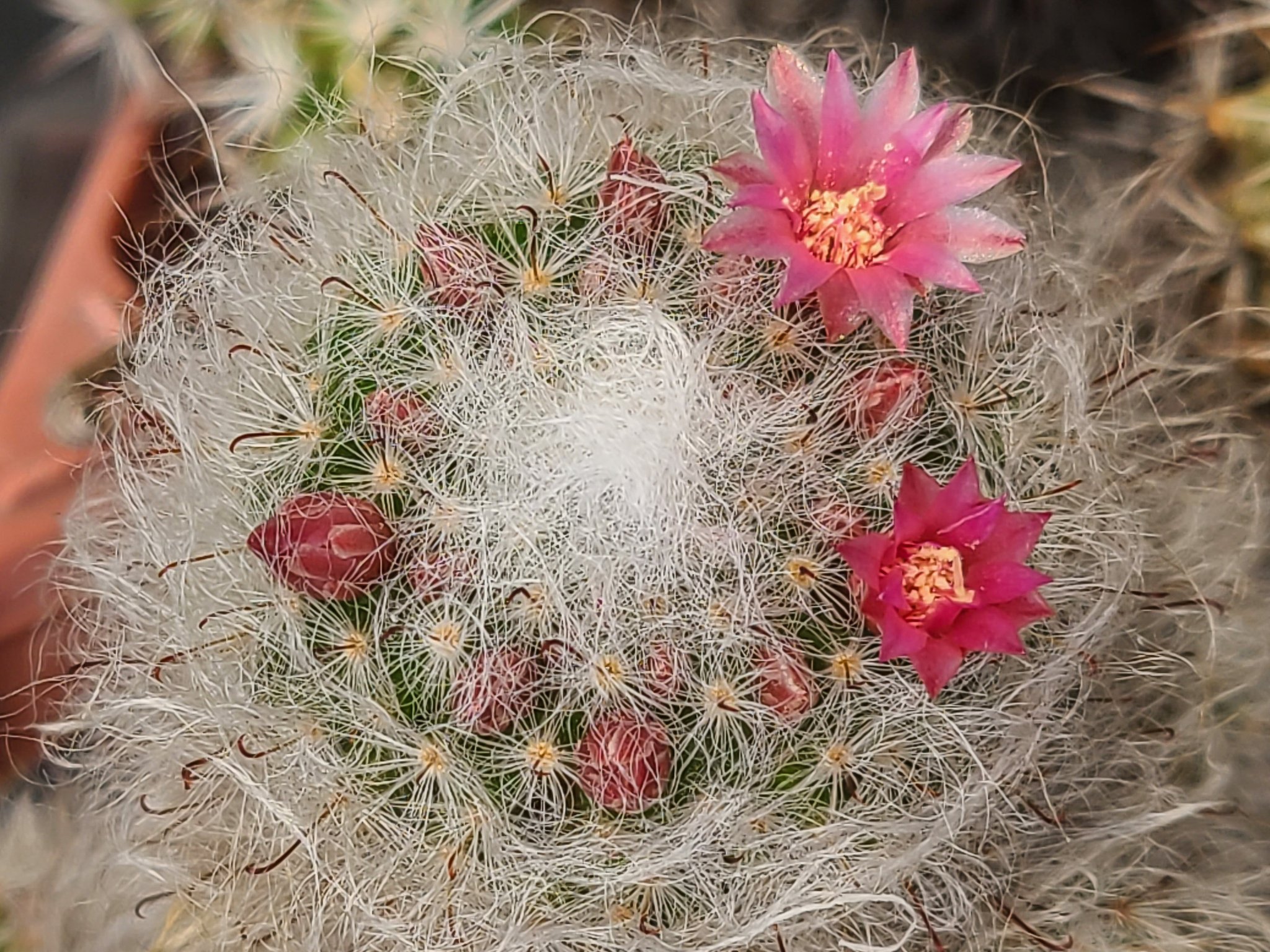 Sabo天ママ 万年 赤花高砂 ここに来て急激に蕾が上がってきました 雲峰 どんどん咲いてきております まだいっぱい蕾付いてるけど 大丈夫かな このあたりも今年こそ植え替えねば サボテン マミラリア 赤花高砂 雲峰 T Co Evv784vnct