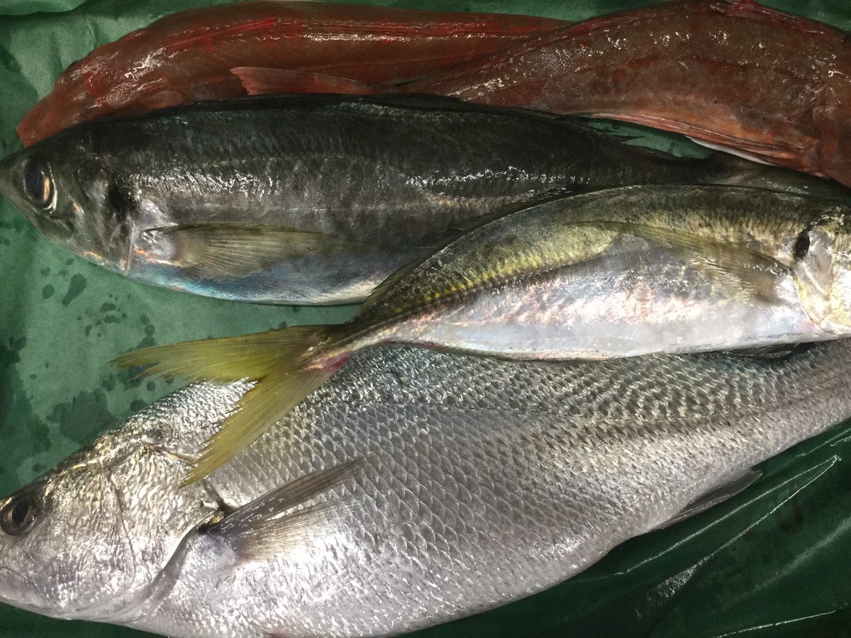 海鮮乃里 赤羽居酒屋 おはようございます ギョロ ニベ 綺麗な魚だ 味もいい ドゾ 海鮮乃里 赤羽居酒屋 おはようございます ギョロ ニベ 綺麗な魚だ 味もいい ドゾ