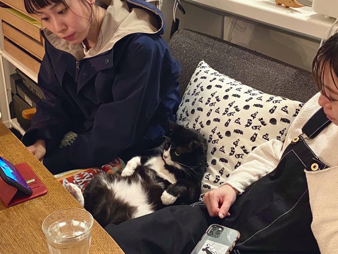 アニメ鑑賞していたら ボス猫ちゃんがやってきて デーンと真ん中に割り込む元保護猫ちゃんが立派な風格 ねとらぼ