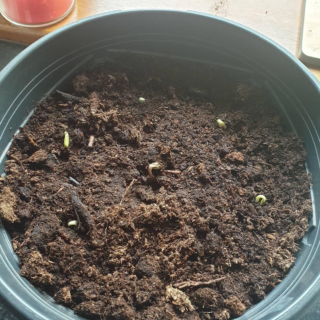 CMUCatering's tweet photo. Beccy Chamberlains sunflowers seedlings are on there way π. My little baby sunflowers had a growth spurt over night ππ»
#CSGreatSpringGrowOff @CMetSEngagement @CardiffMetConf https://t.co/KfS5LOdoRv