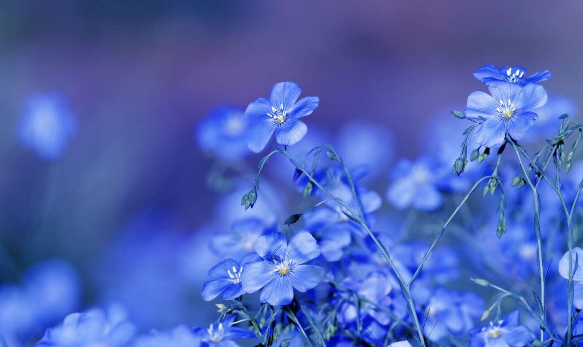 TLeoni311's tweet photo. ღ Happy Thursday ღ
💙➰💙➰💙➰💙➰💙➰💙 https://t.co/jkzW17fnzL