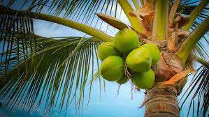 Coconut Oil Video Twitter Coconut Oil Video Twitter