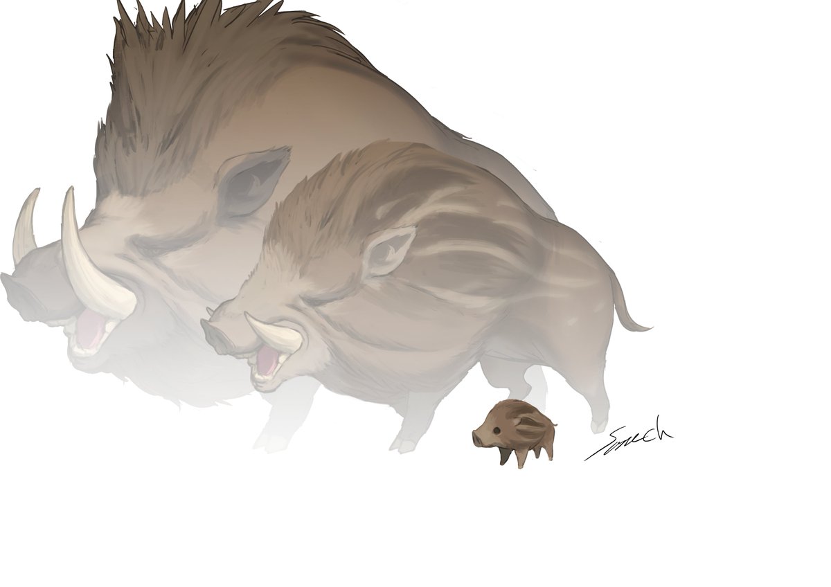 no humans boar tusks white background simple background animal focus signature  illustration images