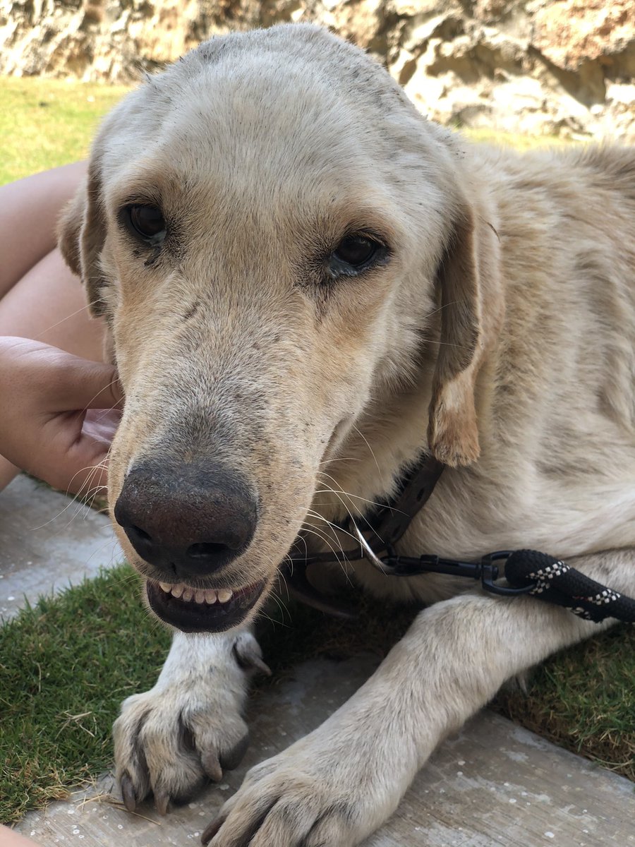 crisesquinca's tweet photo. Como lo encontré🥺/ como lo adoptaron 🥰 https://t.co/fYBAOXSxgw