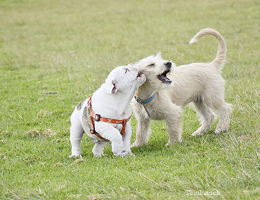 The Do's and Don'ts of Dog Parks

pethealthnetwork.com/dog-health/dog…