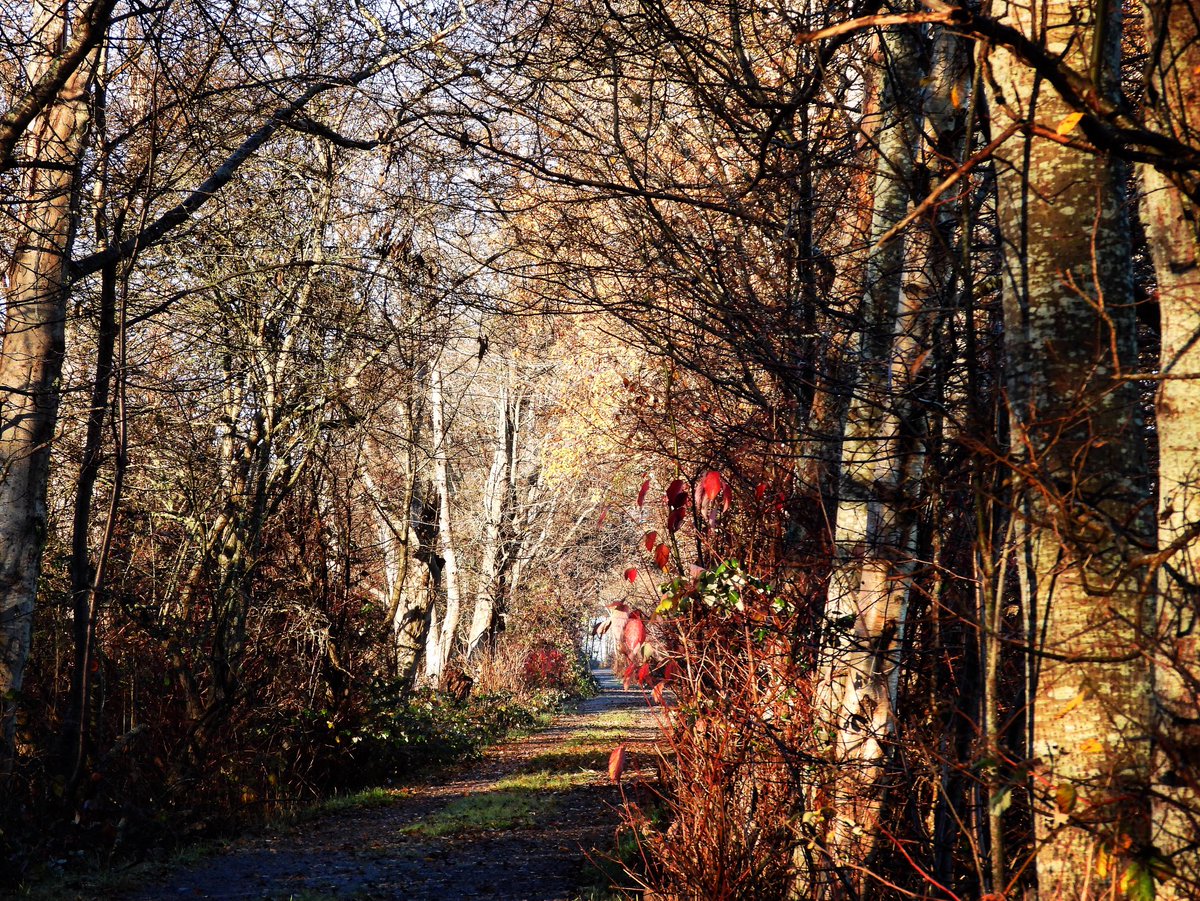 Time spent in nature is never wasted - walking trails in the golden hour - so good for physical and mental health 
✨❤️✨ 
#nature #vancouvertrails #wildlife #Mentalhealth #getoutside #trails #forest #trees #path #fraserriver #vancouver #canada #exploredelta #hellobc