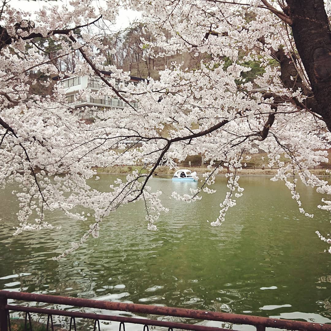 臥竜公園の桜 臥竜公園の桜