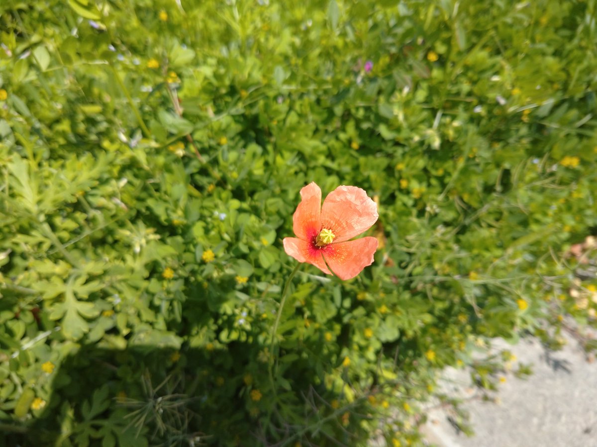 ナガミヒナゲシ