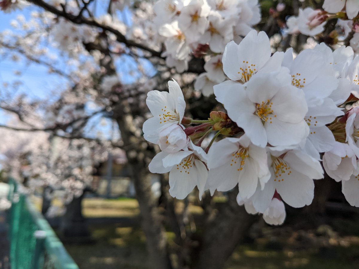 桜は離弁花類です Twitter Search Twitter
