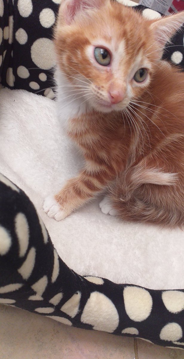 __Valeriana's tweet photo. Como empezó / Como va 
😻😻😻
Mis bebés de amor 💘 https://t.co/vGh26EYHA2