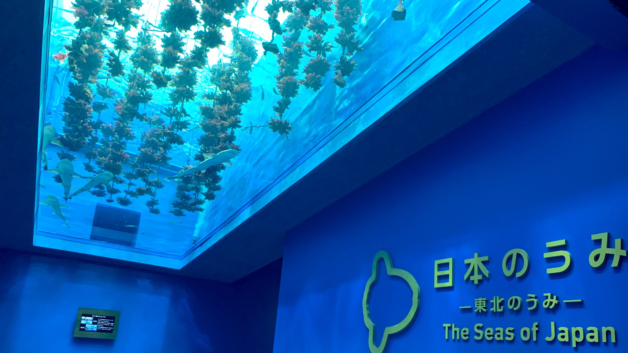 仙台うみの杜水族館公式 仙台うみの杜水族館 4月8日は ホヤの日 とのことで 仙台うみの杜水族館 最初にお出迎えするホヤたち 下から見上げらるホヤ 横から見るホヤ いろんなホヤが楽しめるのが うみの杜 ドヤッ ホヤ ホヤの日