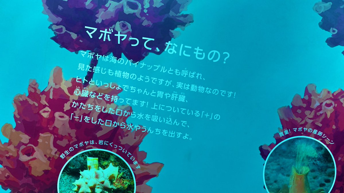 仙台うみの杜水族館公式 仙台うみの杜水族館 4月8日は ホヤの日 とのことで 仙台うみの杜水族館 最初にお出迎えするホヤたち 下から見上げらるホヤ 横から見るホヤ いろんなホヤが楽しめるのが うみの杜 ドヤッ ホヤ ホヤの日 仙台うみの杜水族館公式 仙台うみの杜水族館 4月8日は ホヤの日 とのことで 仙台うみの杜水族館 最初にお出迎えするホヤたち 下から見上げらるホヤ 横から見るホヤ いろんなホヤが楽しめるのが うみの杜 ドヤッ ホヤ ホヤの日