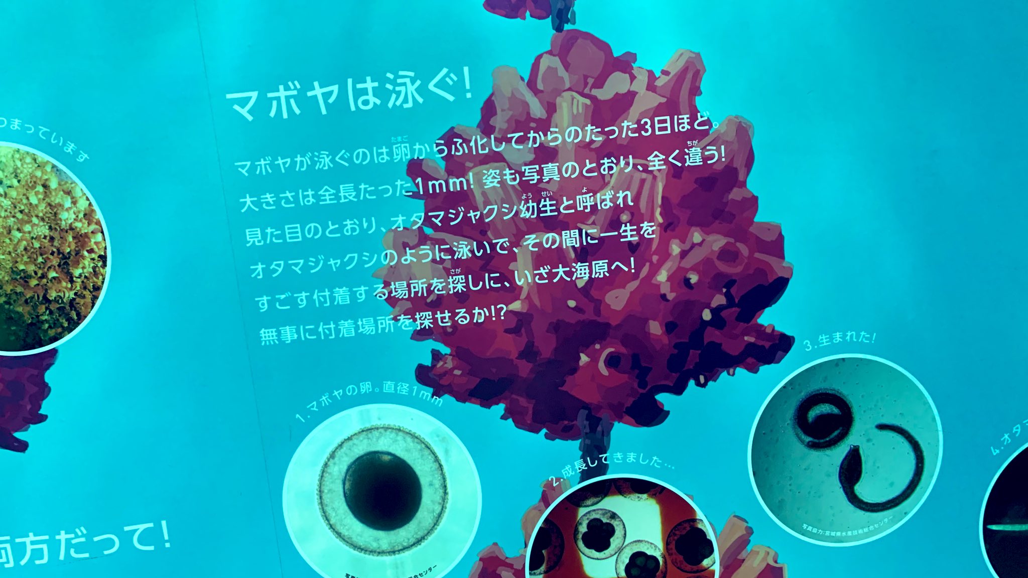 仙台うみの杜水族館公式 仙台うみの杜水族館 4月8日は ホヤの日 とのことで 仙台うみの杜水族館 最初にお出迎えするホヤたち 下から見上げらるホヤ 横から見るホヤ いろんなホヤが楽しめるのが うみの杜 ドヤッ ホヤ ホヤの日