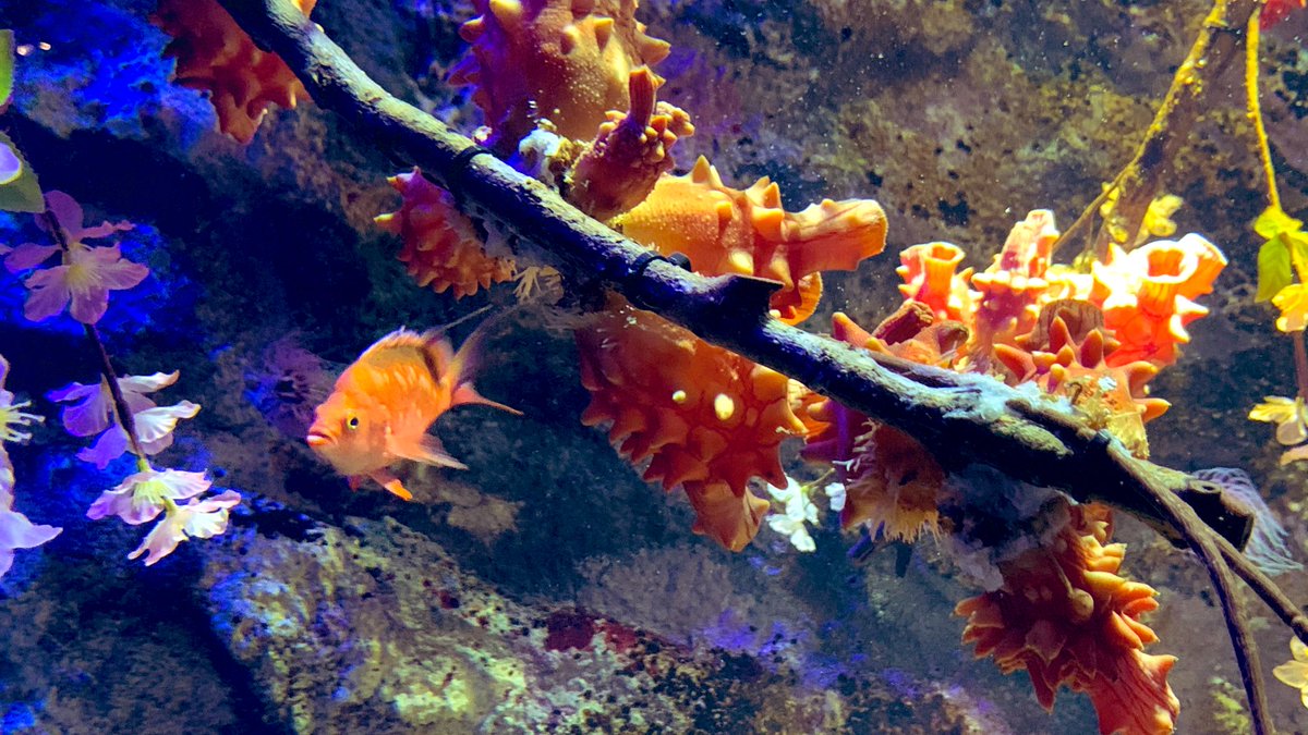 仙台うみの杜水族館公式 仙台うみの杜水族館 4月8日は ホヤの日 とのことで 仙台うみの杜水族館 最初にお出迎えするホヤたち 下から見上げらるホヤ 横から見るホヤ いろんなホヤが楽しめるのが うみの杜 ドヤッ ホヤ ホヤの日 仙台うみの杜水族館公式 仙台うみの杜水族館 4月8日は ホヤの日 とのことで 仙台うみの杜水族館 最初にお出迎えするホヤたち 下から見上げらるホヤ 横から見るホヤ いろんなホヤが楽しめるのが うみの杜 ドヤッ ホヤ ホヤの日