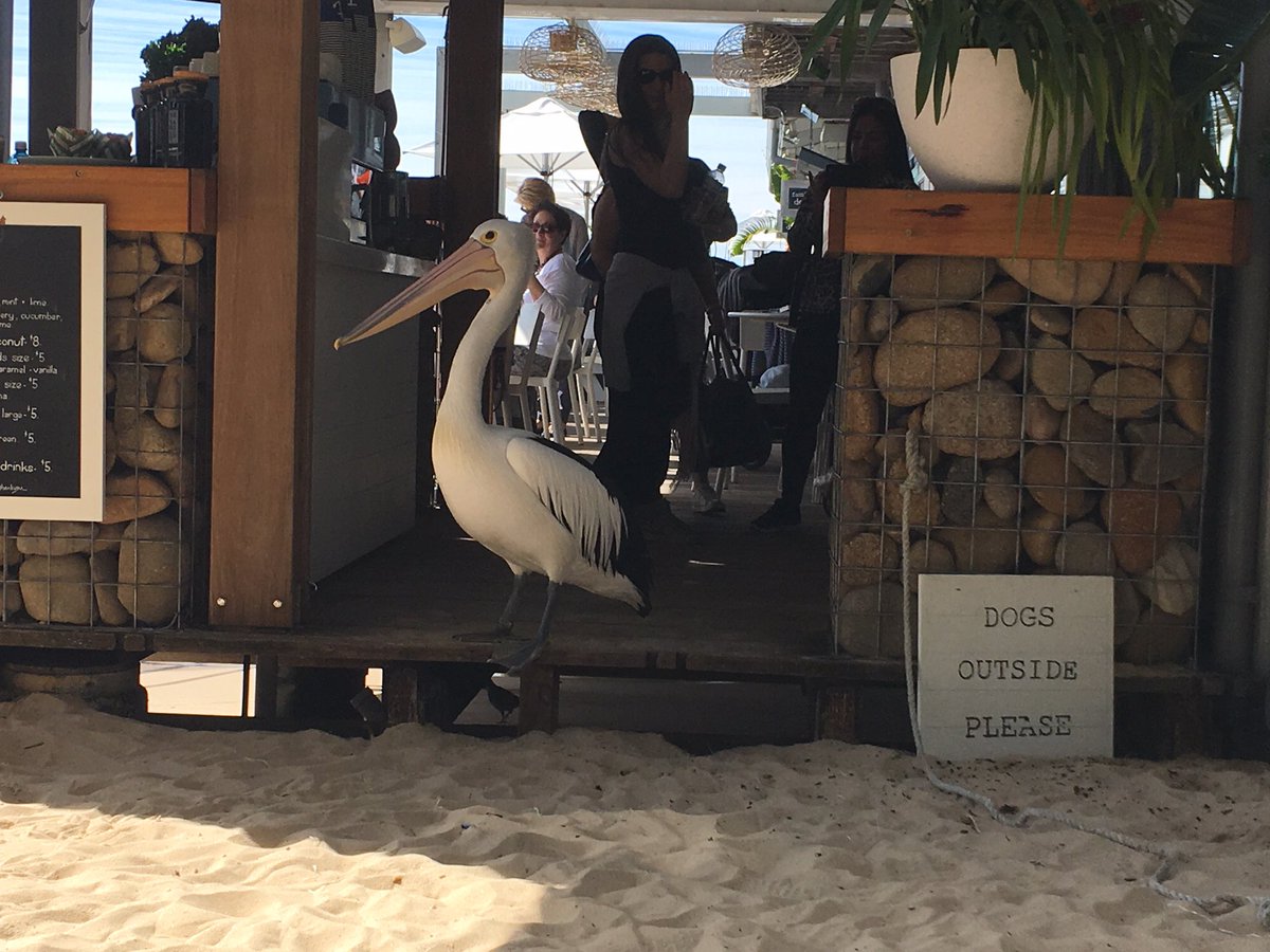@ParrotOfTheDay Speaking of #NotAParrot and pelicans...here’s a shot from awhile back of a pelican showing good manners and the ability to read