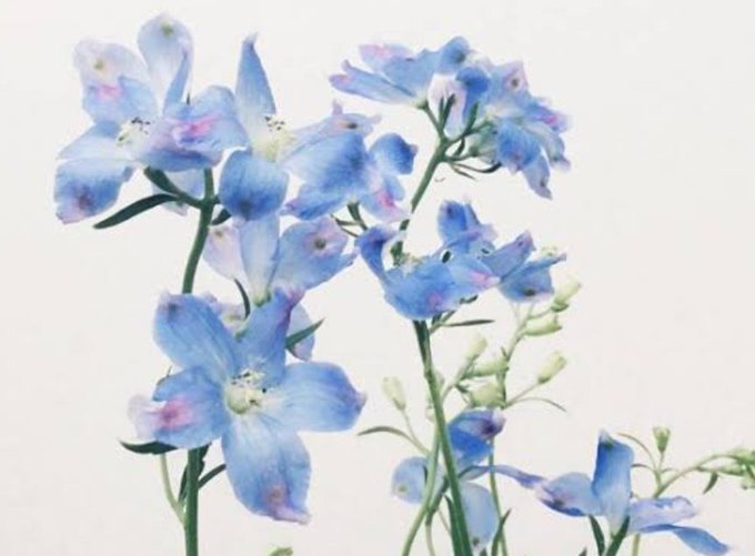 デルフィニウムのtwitterイラスト検索結果