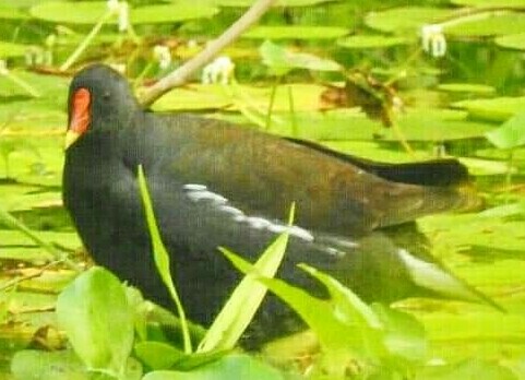 Lesser Whistling Teal (Dendrocygna javanica) and Common Moorhen (Gallinula chloropus) on 08.04.2020 at #Gadabandha @HindolPalace grounds last yr 📷 these @hindolbeauty's myself in the quiet within my home hardly believing my 👀 #nature #positivevibes #IndiAves #IncredibleHindol