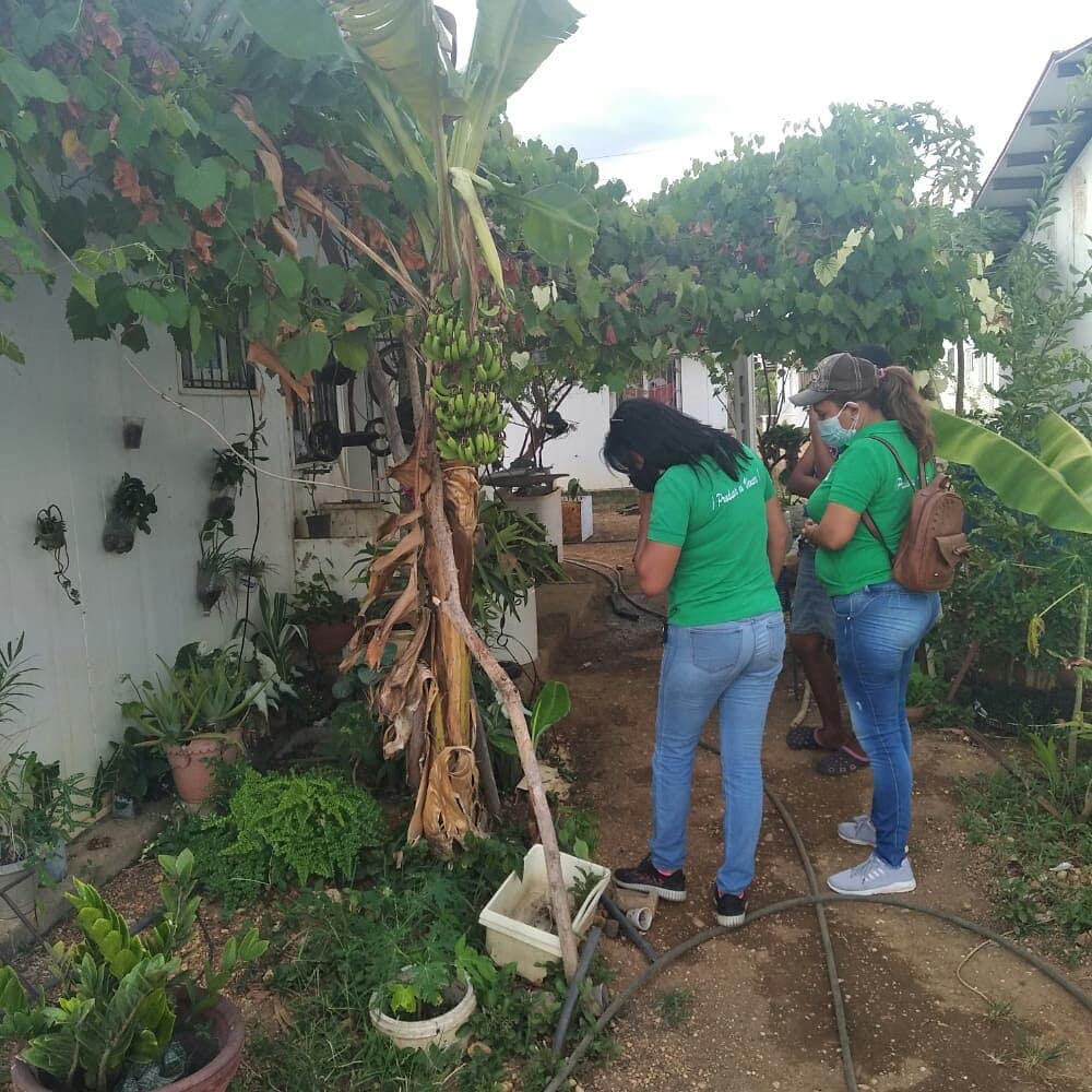 En conjunto con nuestros técnicos de la Fundación de Capacitación e Innovación para Apoyar la Revolución Agraria (CIARA) y la Corporación Venezolana de Agricultura y periurbana (CVAUP) visitamos este miércoles los patios productivos ubicados en el urbanismo Guaitoito Rural...