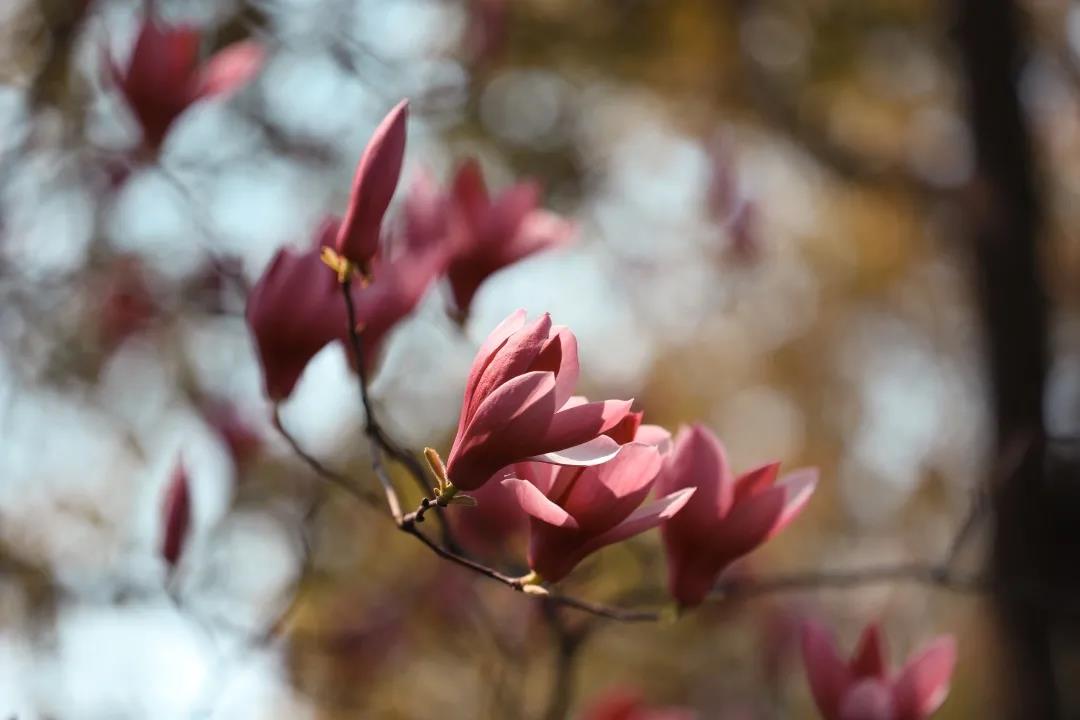 Kunshan_China's tweet photo. Say “Hi” to the most beautiful season! Vividly blooming on the branches along the #Dianshan lake, the colorful flowers draw a rainbow on the earth to celebrate the steps of spring. #KunshanInSpring #HiSpring https://t.co/yeerDBzEXv