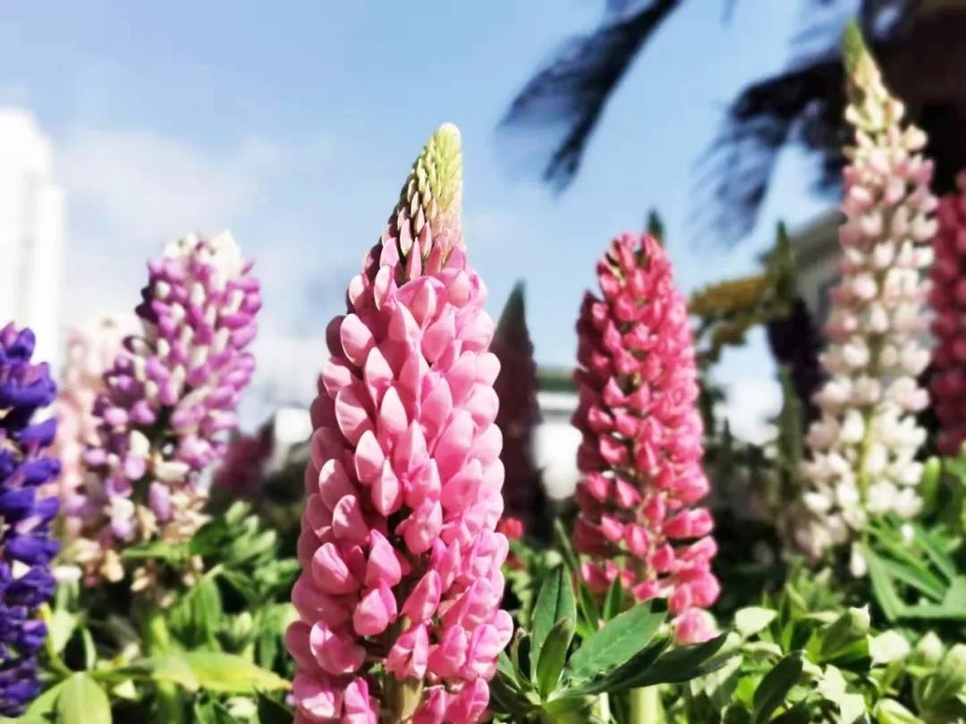 Kunshan_China's tweet photo. Say “Hi” to the most beautiful season! Vividly blooming on the branches along the #Dianshan lake, the colorful flowers draw a rainbow on the earth to celebrate the steps of spring. #KunshanInSpring #HiSpring https://t.co/yeerDBzEXv