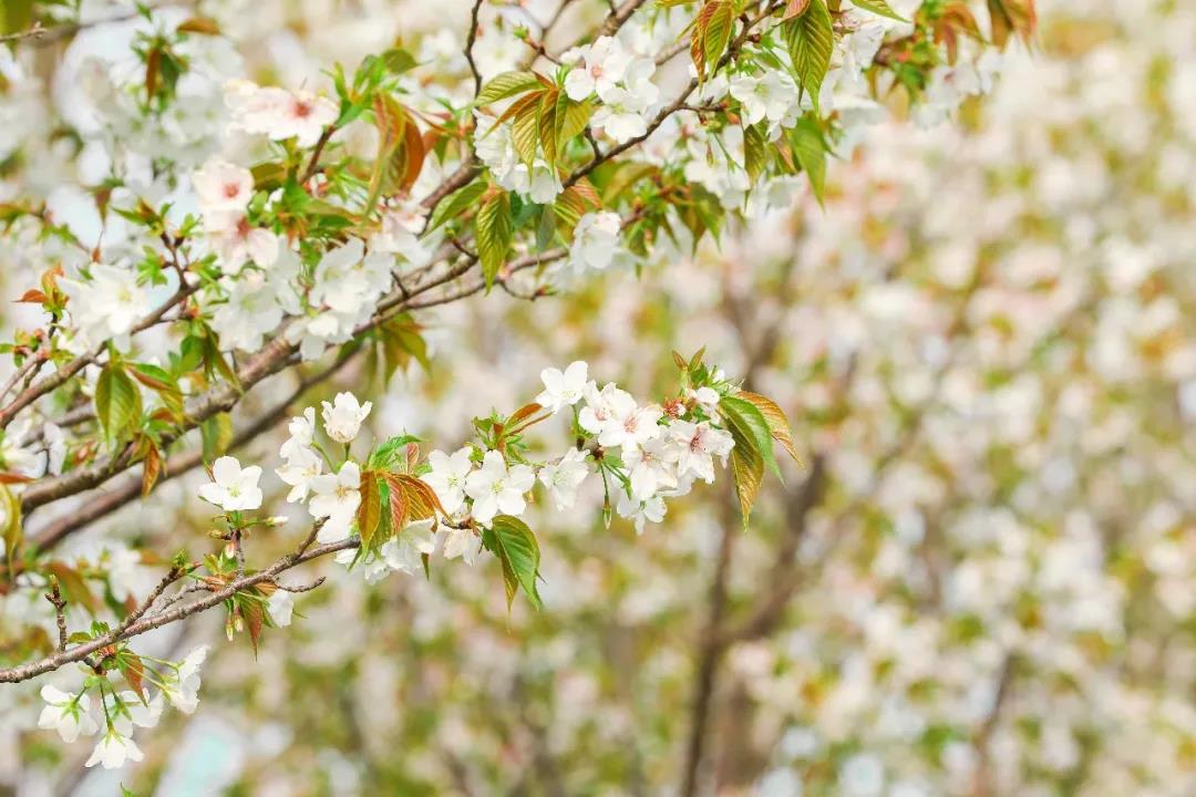 Kunshan_China's tweet photo. Say “Hi” to the most beautiful season! Vividly blooming on the branches along the #Dianshan lake, the colorful flowers draw a rainbow on the earth to celebrate the steps of spring. #KunshanInSpring #HiSpring https://t.co/yeerDBzEXv
