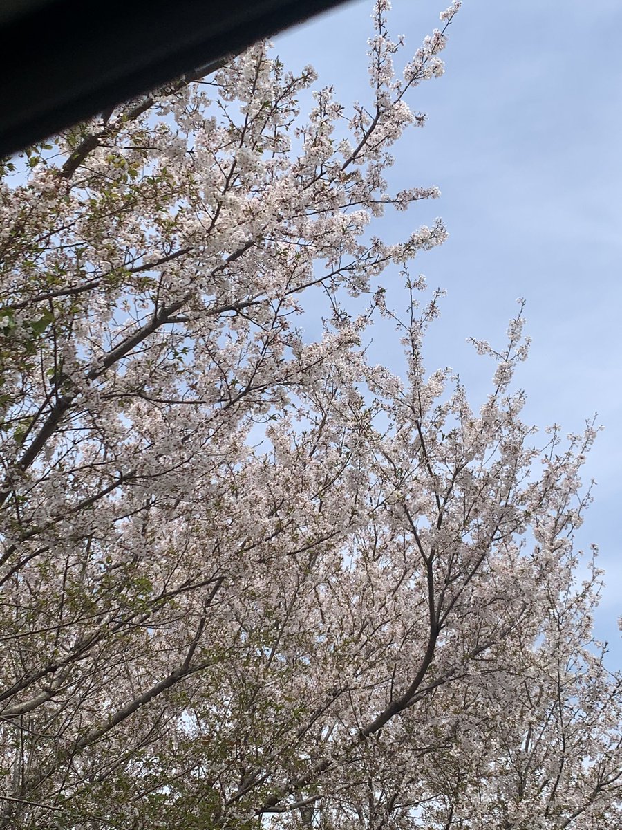 saboriMRsan's tweet photo. 椅子倒して窓を見たら、まだ桜が綺麗でした（久しぶりに外勤でた） https://t.co/DNj0eP8fuT