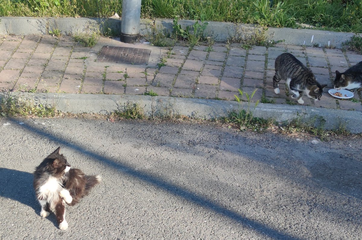 EStradini's tweet photo. Ciao a tutti anche per oggi causa telefono non funzionante  niente foto degli Stradini, temperatura meno 3 , Ingo non ha mangiato da ieri
Si tornadal vete oggi
Grazie per ogni aiuto ❄️🐈💛 https://t.co/YETTWDAKRx