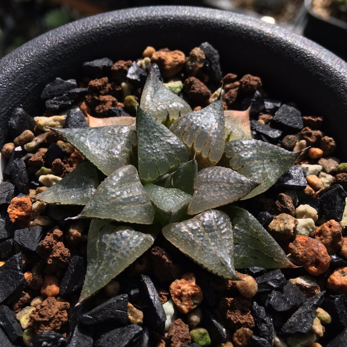 キネ Crystalplants 先日に続き 透明感のあるピクタ 下のやつ Haworthia Picta Ib Mount Hope Foot Of Hill 入手したばかりだけどめちゃめちゃ良い Ib Haworthia ハオルチア ハオルシア Succulents Succulent 多肉植物 多肉 キネ Crystalplants 先日に続き 透明感のあるピクタ 下のやつ Haworthia Picta Ib Mount Hope Foot Of Hill 入手したばかりだけどめちゃめちゃ良い Ib Haworthia ハオルチア ハオルシア Succulents Succulent 多肉植物 多肉