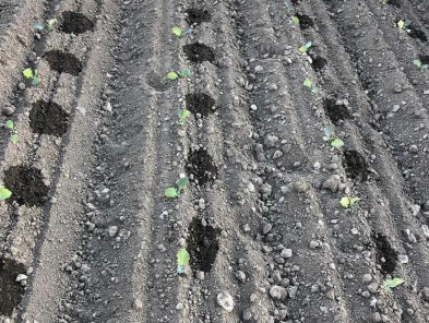 Vertify_nl's tweet photo. stronken te voorkomen. Het idee is dat met druppelslangen tot het einde van de teelt water bij de wortels kan worden gegeven met als resultaat een ziektevrij scherm zonder hol. Het bodemvocht wordt in deze proef gestuurd aan de hand van Farm21 sensoren. #vertify #explore #explain https://t.co/UlCWWKavCr