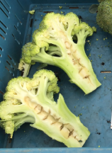 Vertify_nl's tweet photo. stronken te voorkomen. Het idee is dat met druppelslangen tot het einde van de teelt water bij de wortels kan worden gegeven met als resultaat een ziektevrij scherm zonder hol. Het bodemvocht wordt in deze proef gestuurd aan de hand van Farm21 sensoren. #vertify #explore #explain https://t.co/UlCWWKavCr