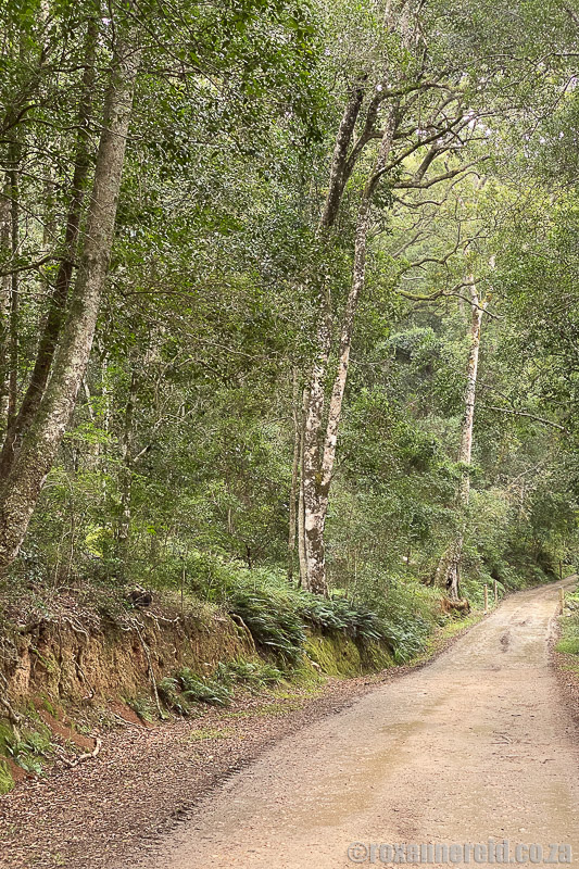 Why you'll love the otherwordly forest at Grootvadersbosch Nature Reserve  roxannereid.co.za/blog/why-youll… #forest #Grootvadersbosch #westerncape <a href="/CapeNature1/">CapeNature</a>