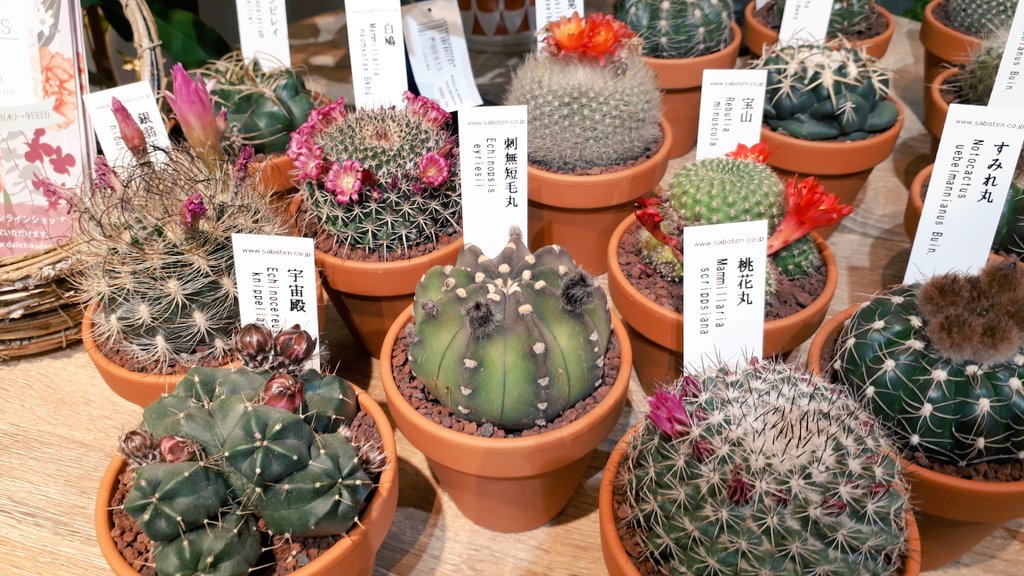 春 Buck Tick35周年mucc25周年 すみれ丸とか宇宙殿とか宝山とか白鳩とか桃花丸 とか可愛い名前をつけられた仲間たちの中で 刺無短毛丸という見たまんまの安易な名前をつけられたサボテンがずっと気になってた T Co Xd3xiqyogc Twitter