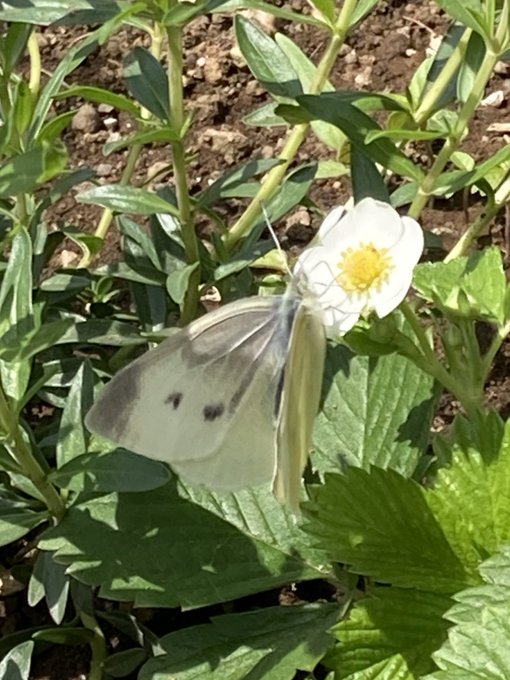 ワイルドストロベリーのtwitterイラスト検索結果