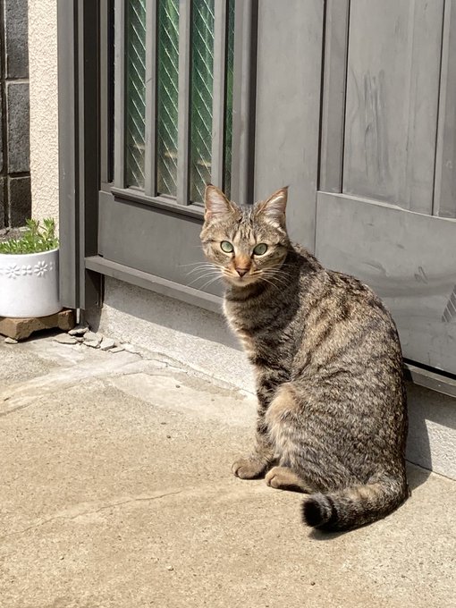 ワイルドストロベリーのtwitterイラスト検索結果