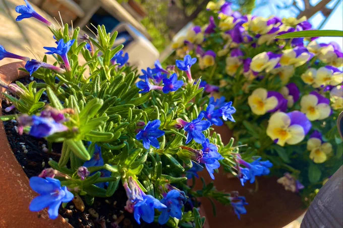 息抜きに庭のお花とか撮ってた可愛い? 