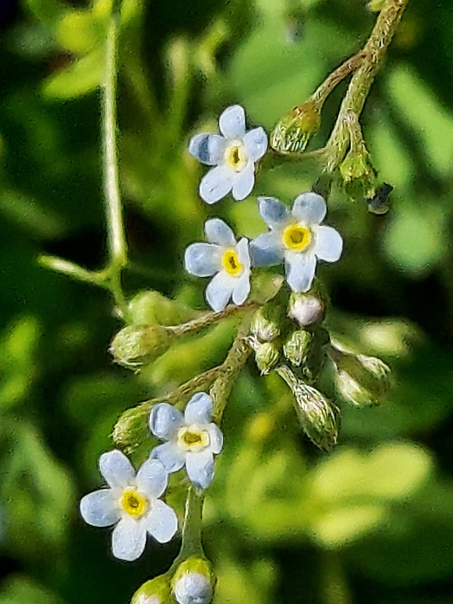Yoko Ito キュウリグサ 隣の公園でもう伸びていた 家の庭はまだ咲いてない 最後の写真がハナイバナ 花の中心部の違いを 花 Flower 野草 Wildflower キュウリグサ 胡瓜草 Trigonotispeduncularis Cucumberherb