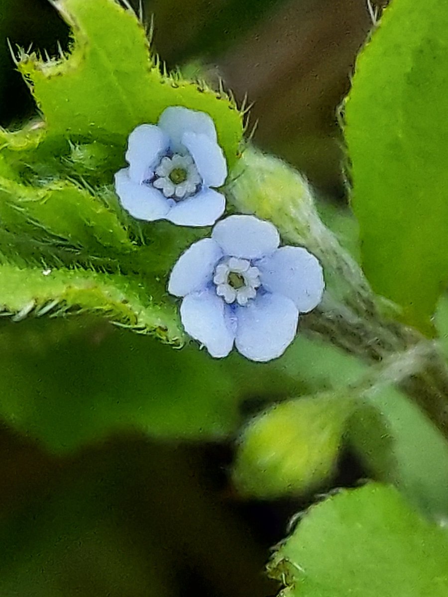 Yoko Ito キュウリグサ 隣の公園でもう伸びていた 家の庭はまだ咲いてない 最後の写真がハナイバナ 花の中心部の違いを 花 Flower 野草 Wildflower キュウリグサ 胡瓜草 Trigonotispeduncularis Cucumberherb