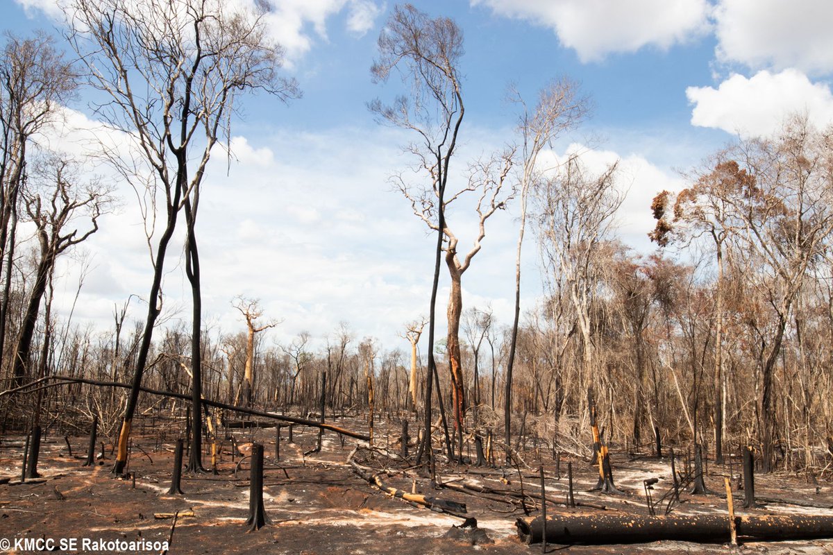 Solofo Rakotoarisoa (@rsesolofo) on Twitter photo Dry forest in #Menabe in west #Madagascar is one of the most affected by deforestation, between 2000 to 2017 approximately 20% of its surface has been lost mainly caused by shifting agriculture <a href="/TeamKMCC/">Kew Madagascar</a> Dry forest in #Menabe in west #Madagascar is one of the most affected by deforestation, between 2000 to 2017 approximately 20% of its surface has been lost mainly caused by shifting agriculture <a href="/TeamKMCC/">Kew Madagascar</a>
