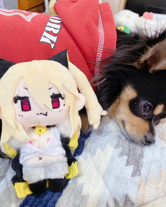 チワワとミヤちゃんのツーショット✌️ 