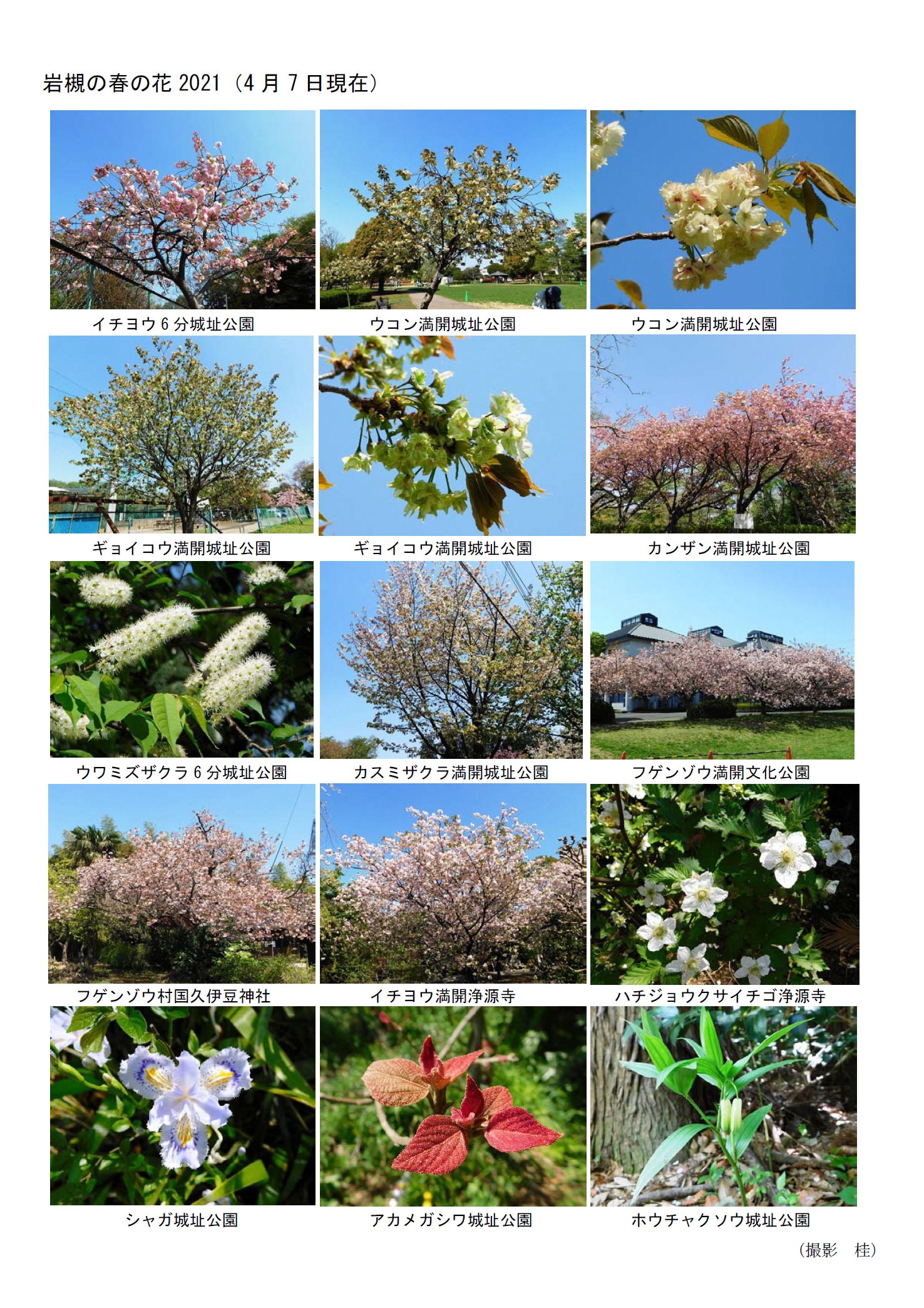 さいたま市岩槻区役所 区民の方から 岩槻 の春の花の写真をいただきましたので ご紹介します ソメイヨシノ は散ってしまいましたが イチヨウ ウコン フゲンゾウ など様々な種類の桜が見頃を迎えているようです T Co Nptitjr24z Twitter